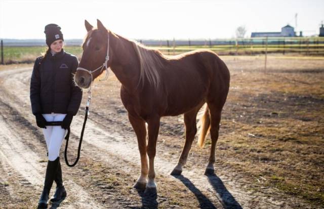 Quater horse sensible