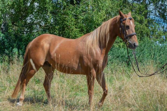 Quater horse sensible 