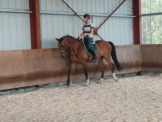 Apprenti bpjeps cherche un centre équestre dynamique 