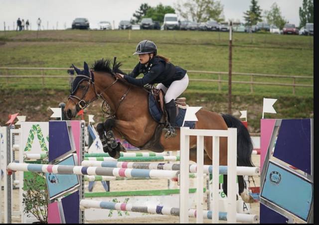 Poney grand prix à vendre 