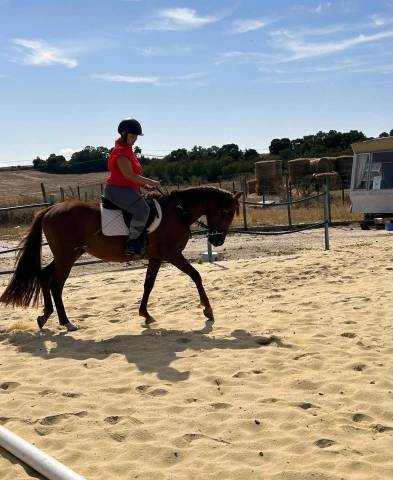 Cheval hongre onc de 6 ans
