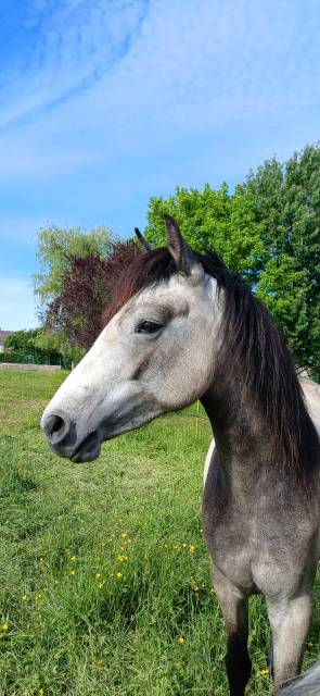 Olwen du montmélian - ponette connemara de 2 ans 