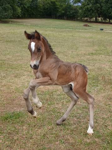Peanuts de puisaye -mâle welsh cob 1 an