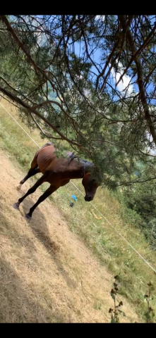 Cavalière d'extérieur expérimentée cherche mission sais