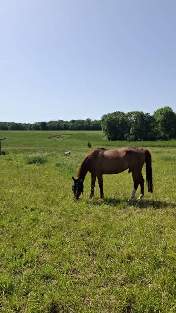 Cheval pour compagnie à vendre