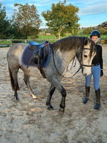Vend ponette connemara