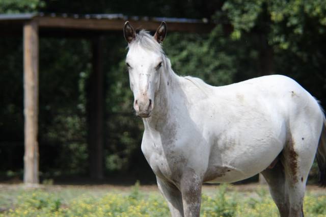 Appaloosa oc 