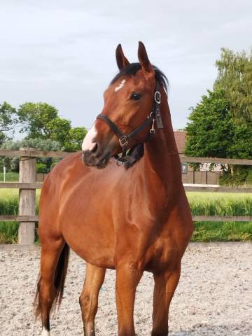 Hongre - oldenbourg - 3 ans - dressage- france