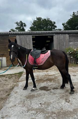 Poney b