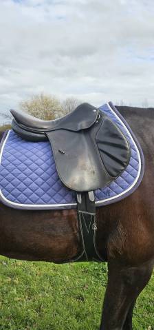 Selle brunet pineau