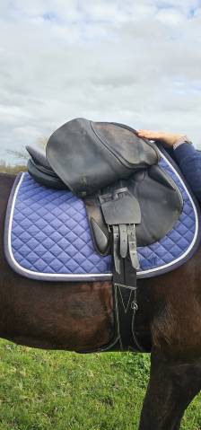 Selle brunet pineau