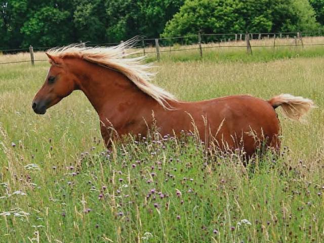Poulinière welsh b pleine de kzar de reve semilly