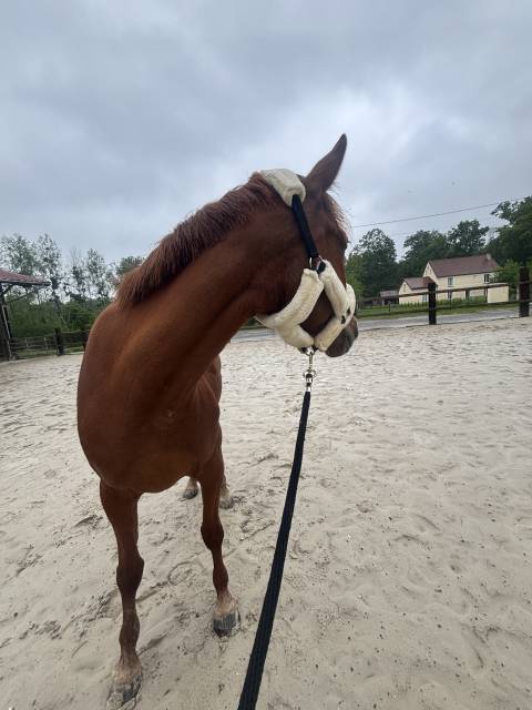 Jument trotteuse de 4 ans