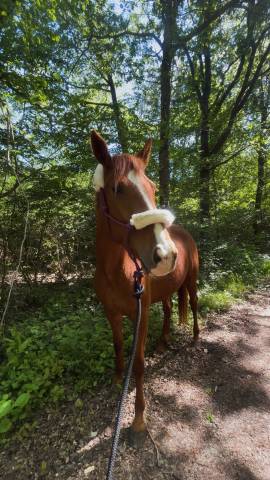 Jument trotteuse de 4 ans