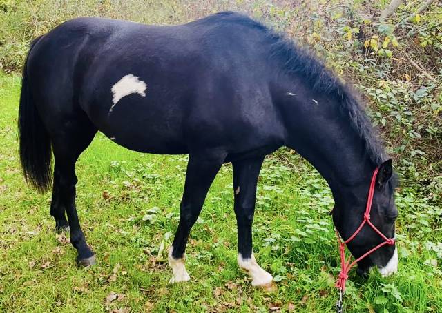 Paint horse 10 ans