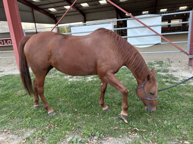Jument quarter horse