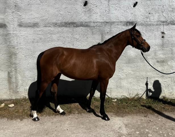 Jument à vendre 5ans