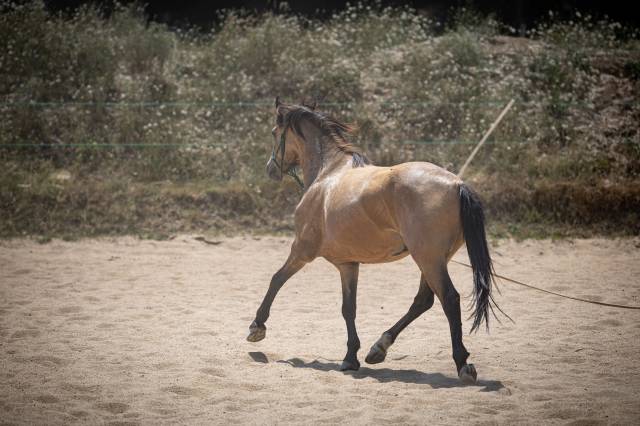Poney b de sport