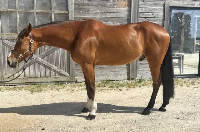Hongre de 11ans classé 110/120