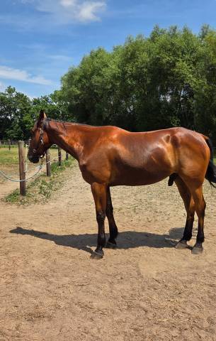 Vends très grand et beau cheval trotteur de réforme 
