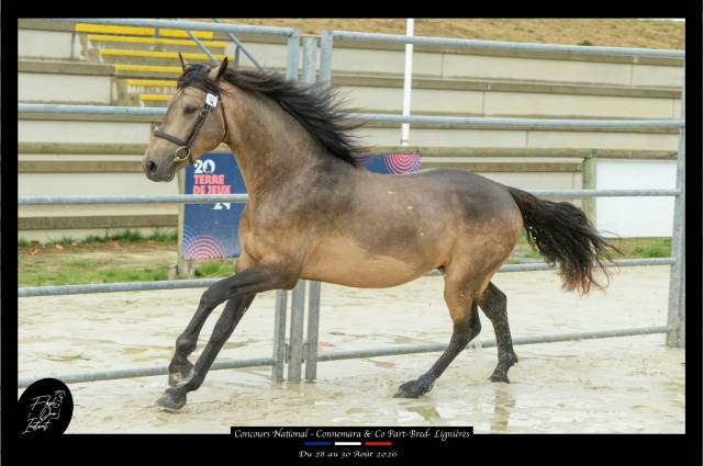 Etalon connemara 4 ans buckskin approuvé co