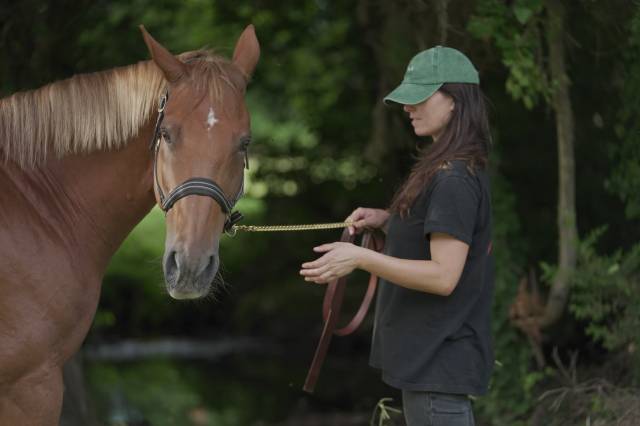 Demi-pension cheval kwpn