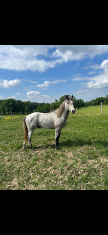 Poney connemara 