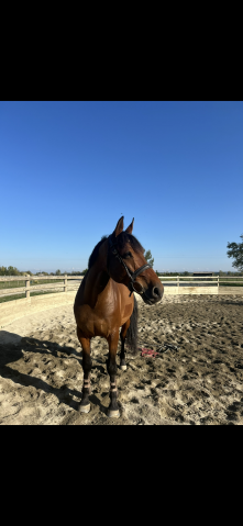 Cheval à vendre de 7ans   super gentil  