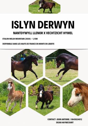 Poney oc typé welsh et/ou sa mère 