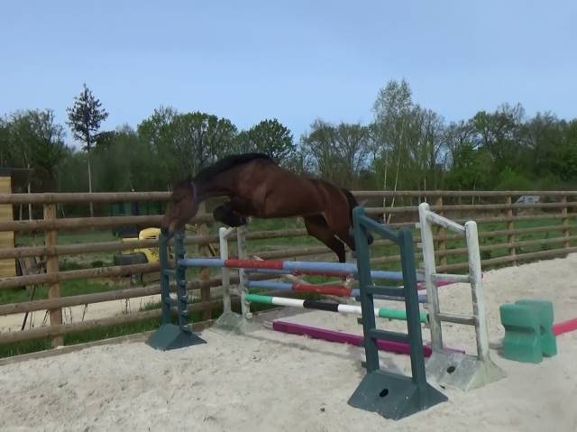 Selle français – hongre – bai – 169cm – 4ans