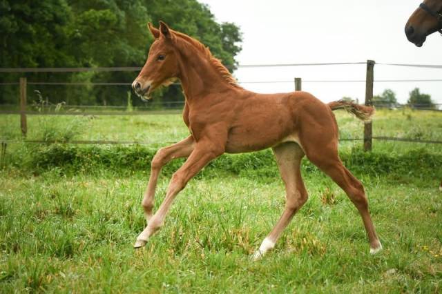Foal femelle - spingbank ii vh x don juan de hus 