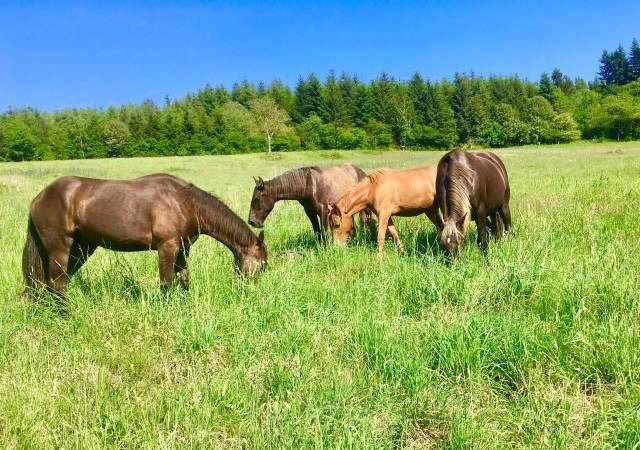  prés pensions chevaux disponible  secteur vichy 