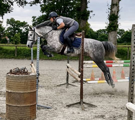 Pfs femelle 4 ans 