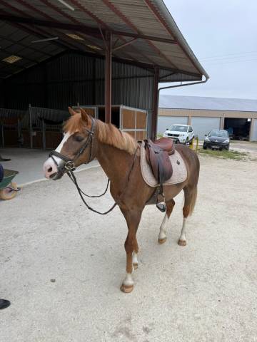 Poney à louer