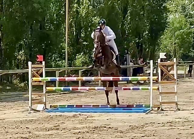 Hongre hanovrien 5 ans cce et dressage