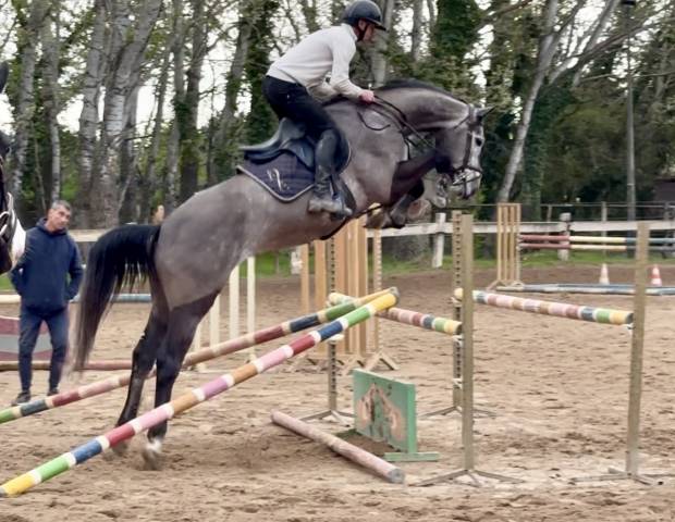 Kajman du ter (cornet obolinski x burggraaf) h 6 ans