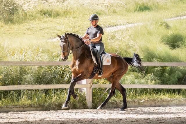 Jument - kwpn - 7 ans - dressage - france