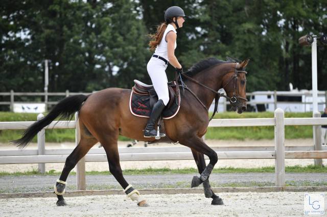 Cheval de sport 