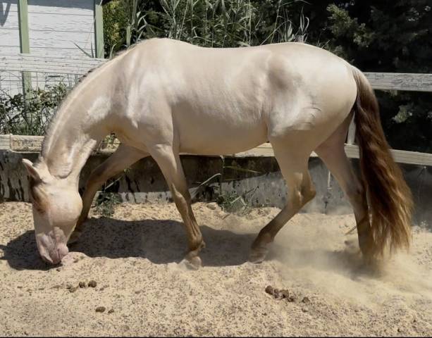 Cheval oc lusitanien robe champagne