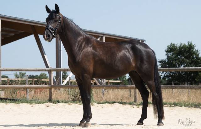 Jument de dressage 