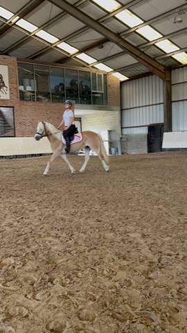 Ponette haflinger 8ans