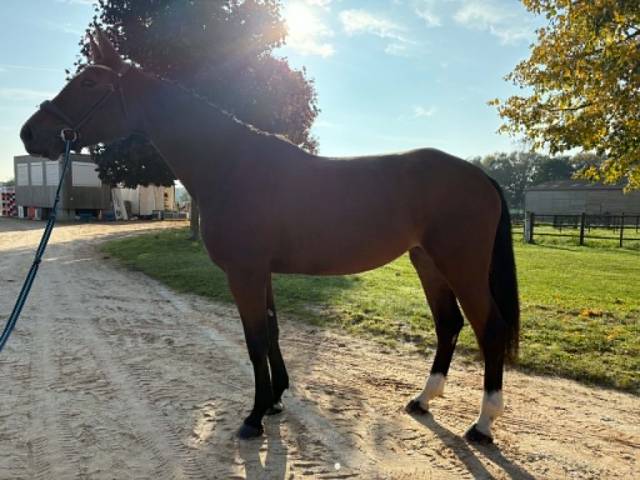 Jument 5 ans - pegase van't ruytershof x quick star 