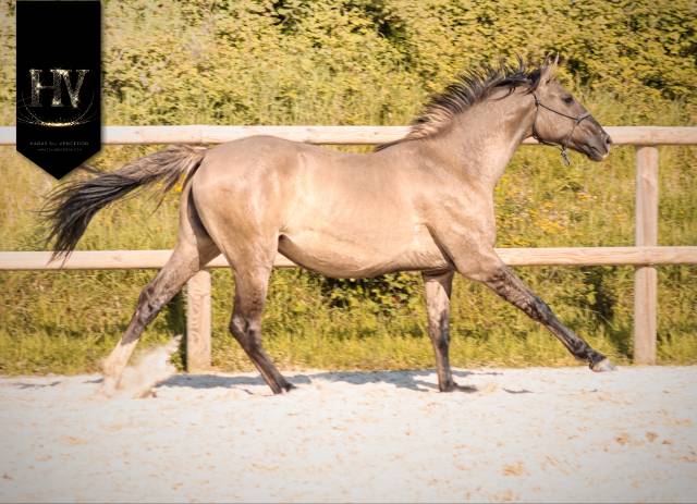 Pouliche kwpn grullo ou smoky 