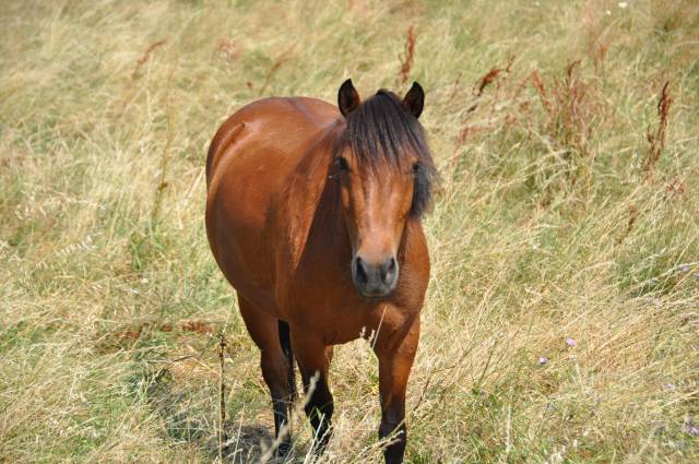 Poney de 3ans