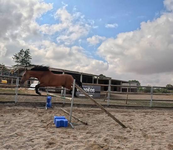 Cheval polyvalent amateur
