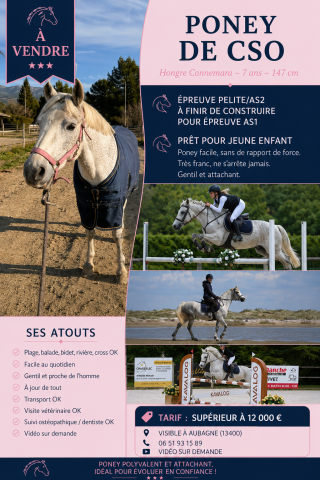Hongre connemara 7 ans