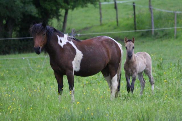 Quarter pony grullo