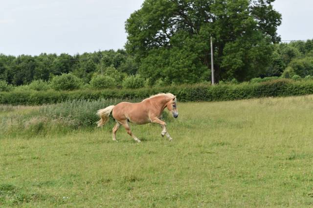 Jument haflinger pp confirmée