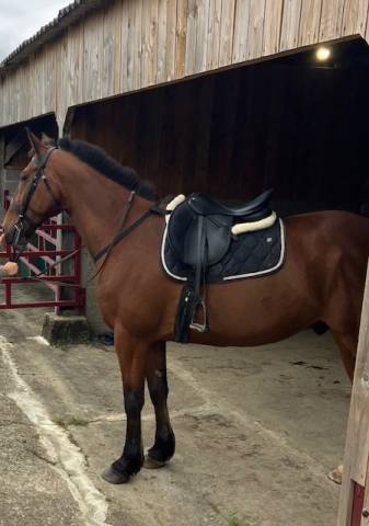 Vends cheval de randonnne