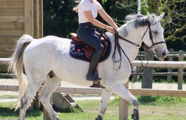 Adorable cheval de loisirs à vendre 